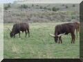 etape 6 - Lodge at the Red River - Torrey - les pensionnaires africains